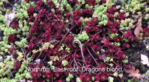 NW Portland ecoroof closeup of sedum