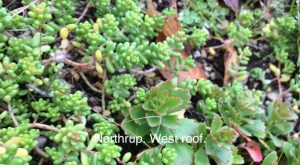 NW Portland ecoroof closeup of sedum