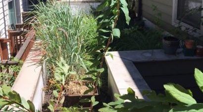 Broadway Rain Garden in bloom