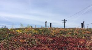 portland oregon greenroof