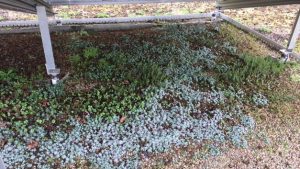 plants growing under solar panel