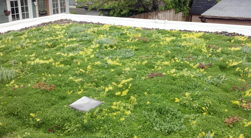 close up of ecoroof showing sedum coverage