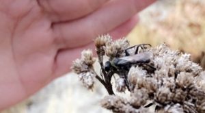 eco roof maintenance found insect